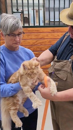 Easy Diy Cat Harness Escape Proof ‪@WHPKathysKattery‬ #mainecoon #cat #cutecats