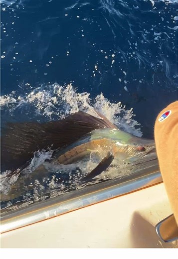 The Ultimate Showdown: Sambos vs. Billfish