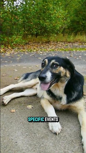 "Top 3 Dog Memory Facts You NEED to Know! 🧠🐾 #dogmemory #caninecognition"