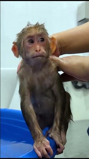 Bibi monkey verry smart #bibi #lala