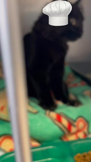 Elsa wanted us to give you an update and thank you for your generosity and kindness! She is very comfortable and making dough! Even with a broken femur, she just wants to spread the love! Thank you, again, to all who have donated. We will be sure to update you once she has had her surgery!!! | Montgomery County SPCA