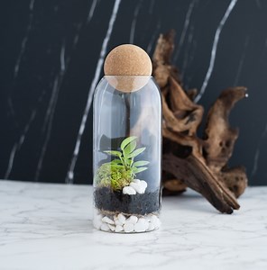 Complete Closed Terrarium Kit With Live Plants & Moss – Bioactive Sealed Terrarium Science Kit for Kids and Adults - Etsy