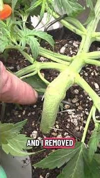 LST autoflower northern lights