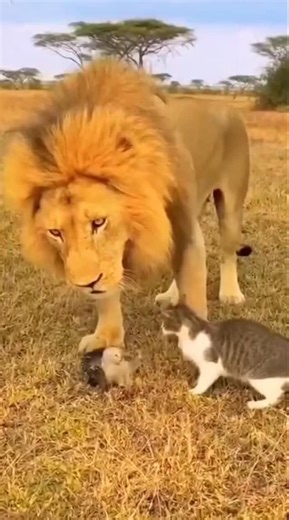 Why Cat go Angry | Sonya Mustafa