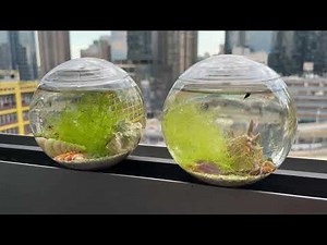 The TINIEST OPAE ULA SHRIMP ECOSPHERES in the WORLD: a closed self-sustaining ecosystem