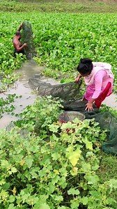 20K views · 362 reactions | Amazing Fishing By China Ring Net In Village River | Rural Fishing BD | Facebook