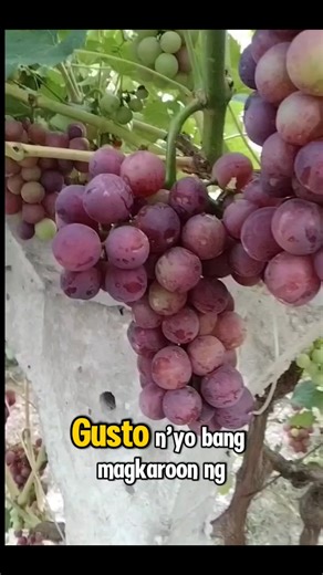 2.7K views · 44 reactions | Red Cardinal Grapes Visit us at our farm in Sto. Tomas, Batangas — we welcome walk-ins, offer pickups, and ship nationwide. #grapes #RedCardinalGrapes | Mathea's Garden: Plant & Tree Nursery | Facebook