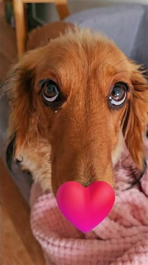 Dachshund Noses are the Best #dogshorts #dachshund