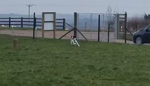 Adopted I’m Luna and I’m looking for a family to adopt me in Uk 🇬🇧 2 years old/ Spaniel girl I am a very lively and playful girl. Alway happy and active and love to run up and down! Adopt me : http://ow.ly/lhJC30s9CJc | 2nd Chance Dogs