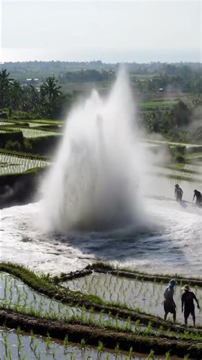 Giant Water Geyser Erupts in Rice Field #geyser