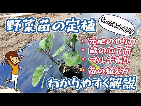 【家庭菜園】【初心者】野菜苗の植え方 元肥のやり方、畝の立て方、マルチの張り方、苗の植え方【失敗しない】【簡単】【ベジボン】