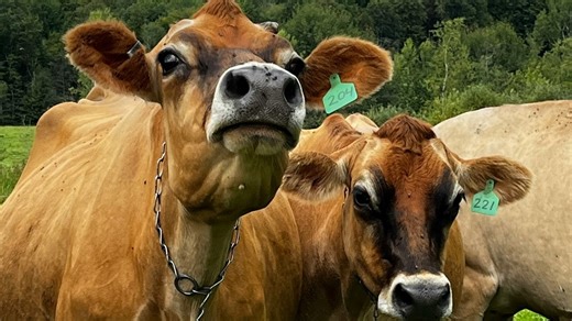 Non-veg milk a red line in India-US trade talks. Here's why