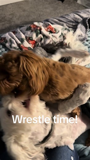 Playtime Fun with Cockapoos and Sheepadoodles