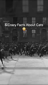 5 Crazy Facts About Cats 😳 #factsyoudidntknow #didyouknow | Awesome Animals