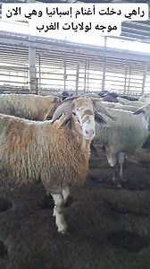 #الجزائر_algeria #الأغنام #كباش #الاسباني #عيدالاضحي | Sheep breeds سلالات الأغنام