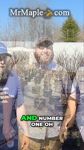 Acer palmatum 'Mila' The #1 Japanese Maple Ever??? 🍁🔥🔥🔥🔥 | MrMaple Show & Podcast