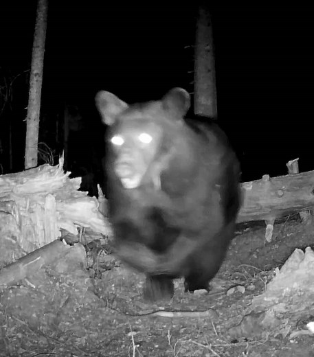 Heartwarming Reunion of Black Bears Captured on Camera