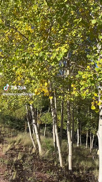 And so fall begins… #fall #fallcolors #fall2023 #aspentrees #autumn #yellow #soitbegins #winteriscoming #visitcripplecreek #cripplecreekcolorado #mountaintown #smalltown #colorado #fallincolorado #beautifulcolorado #placestovisit #vacationspot #inthewoods #leaves #inlovewithfall #crispyair #getready #omgwhatisthat