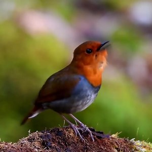 11K views · 1.1K reactions | Japanese robin (Larvivora akahige) | BIRDS & Nature | Facebook