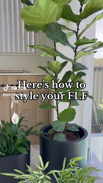 Styling Fiddle Leaf Figs: Solo, Duo, Trio | Home & Garden Ideas