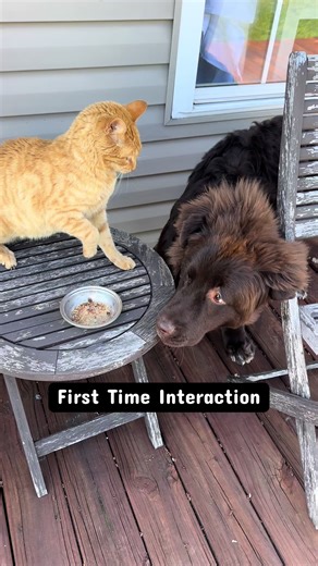 Newfie Puppy Meets Orange Cat for First Time