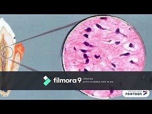 HISTOLOGIA PULPAR, ZONAS HISTOLÓGICAS Y CÉLULAS DE LA PULPA DENTAL