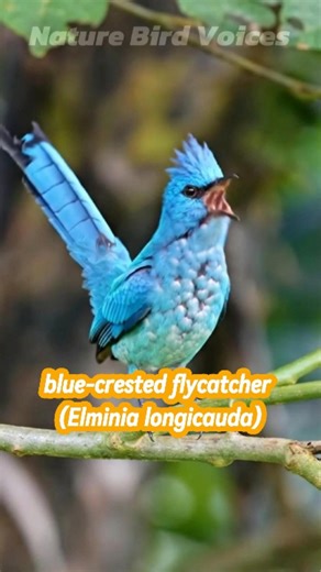 blue crested flycatcher | Elminia longicauda #birds #birdsong #birdsounds