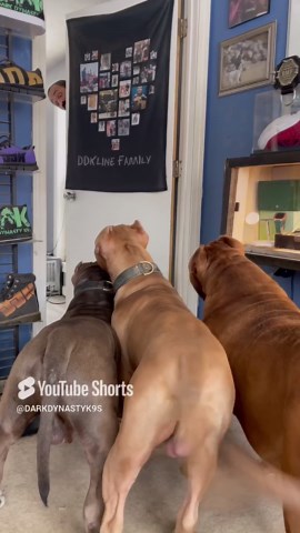 Magic trick leaves pit bulls completely stunned