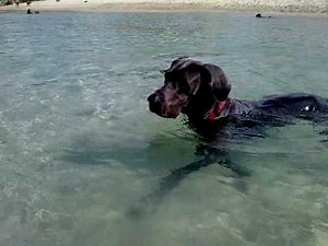 Luna the blue Great Dane Swimming