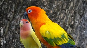 couple red and yellow macaw
