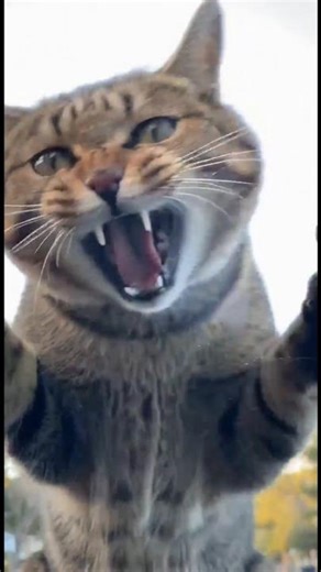 “Angry Cat Attacks My Car After Losing Its Prey! 😼🚗 Real Dashcam Footage”