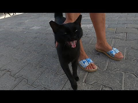 Angry black cat meows aggressively and doesn't let me pet her