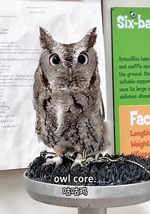 Which owl is your favorite? They’re all so adorable! 🦉💖 #Owl #CuteBirds #Funny #Adorable #Cute | iChongqing