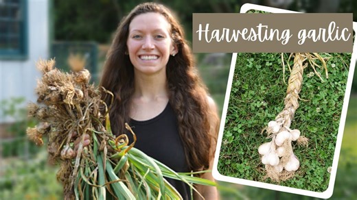 Harvesting garlic and tips for curing and braiding