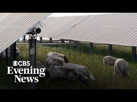 Struggling farmer ditches cotton, finds success grazing sheep on solar farms