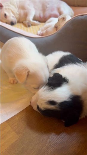 4 Cute Puppies Playing Gently 🐶💛 So Calm & Adorable!