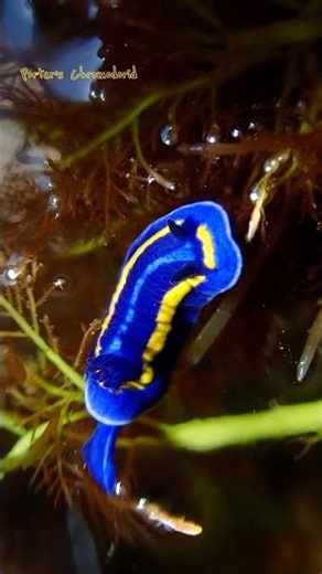 Otherworldly creatures found in the tide pools! #nudibranch #nature #amazinganimals #sea #alien