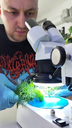 grass testing under microscope 🔬 #microscopy #science #experiment #microscope #scienceisfun | Mir Glazami Microscopa