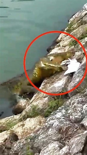 Crocodilo DEVORANDO píton e a sua presa 🐊