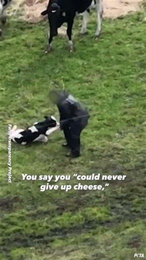 Is Cheese Really Worth This? 💔🐄🧀