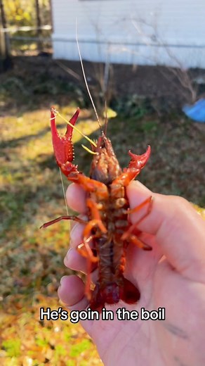 Big crawfish boil (catch clean cook 😂) #cooking #fishing #outdoors #cheapprice #easyrecipe #seafoodlover | Wade Fishez