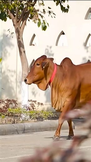 गईया हमारी पालतू दुधारी पशु है 2 Gaiya Hamari Paltu Dudhari |#shortsfeed cow #shortvideo #shortsfeed