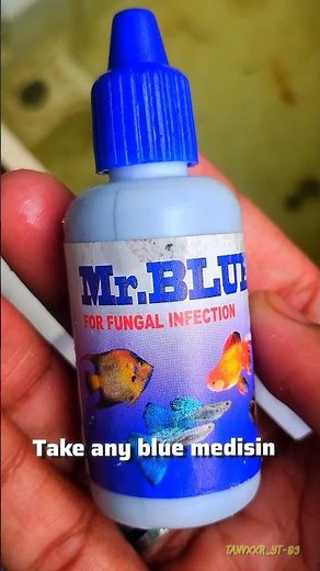 How to treat dropsy infected fish| How to get treated|#guppy#dropsy#dropsytreatment #guppy infected