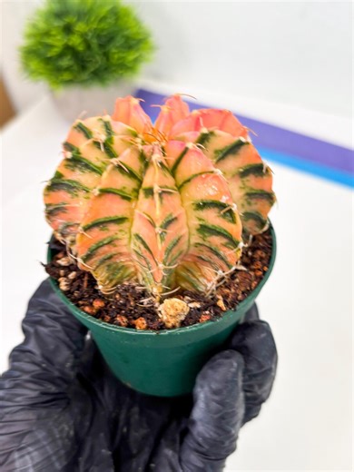 Gymnocalycium LB Hybrid (gy3) (y3) | Variegated Cactus - Etsy