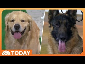 Top 5 Dog Breeds for 2026: Dachshund, Golden Retriever, More