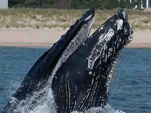 Whale Strandings Largely Caused By Vessel Strikes, New Study Indicates