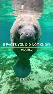 FACTS YOU DID NOT KNOW ABOUT THE MANATEE. #manatee