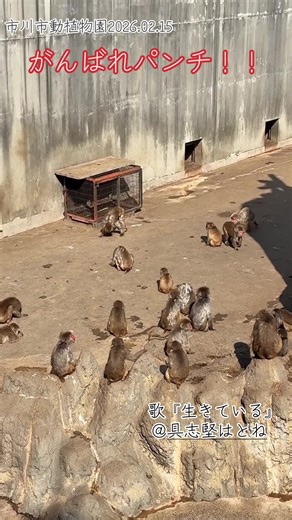 おサルさんのパンチが頑張る！