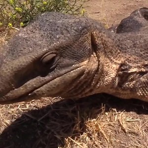 Lizard Finds RATTLESNAKES | FH Studios