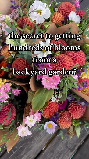 Maximizing Bloom Yield in Your Flower Garden